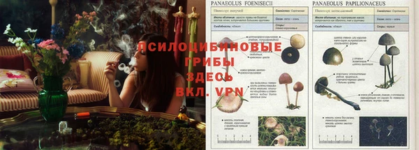 spice Абаза