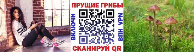 blacksprut   где продают   Кандалакша  Псилоцибиновые грибы Magic Shrooms 
